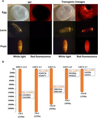 High mechanical property silk produced by transgenic silkworms expressing the Drosophila Dumpy